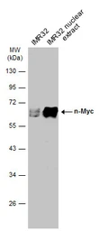Anti-n-Myc antibody used in Western Blot (WB). GTX133721