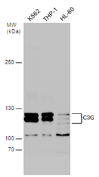 Anti-C3G antibody used in Western Blot (WB). GTX133726