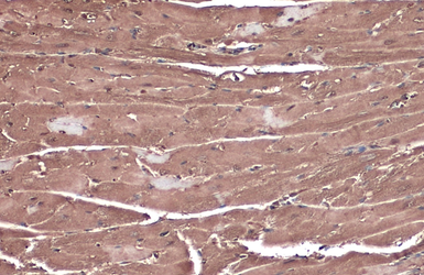 Anti-C3G antibody used in IHC (Paraffin sections) (IHC-P). GTX133726