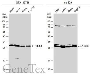 Anti-14-3-3 antibody used in Western Blot (WB). GTX133736