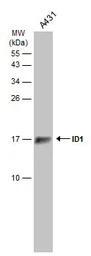 Anti-ID1 antibody used in Western Blot (WB). GTX133738
