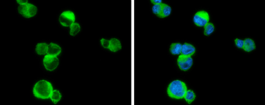 Anti-PLCB2 antibody used in Immunocytochemistry/ Immunofluorescence (ICC/IF). GTX133765