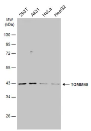 Anti-TOMM40 antibody used in Western Blot (WB). GTX133780