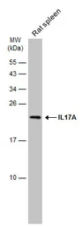 Anti-IL17A antibody used in Western Blot (WB). GTX133781
