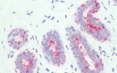 Anti-PTGER3 antibody used in IHC (Paraffin sections) (IHC-P). GTX13381