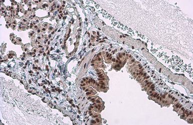 Anti-c-Jun (phospho Ser73) antibody used in IHC (Paraffin sections) (IHC-P). GTX133873