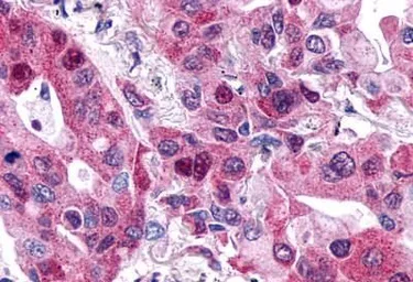 Anti-P2Y6 antibody used in IHC (Paraffin sections) (IHC-P). GTX13391