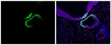 Anti-OCT6 antibody used in IHC (Paraffin sections) (IHC-P). GTX134063