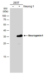 Anti-Neurogenin 1 antibody used in Western Blot (WB). GTX134080