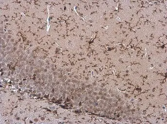 Anti-TMEM119 antibody used in IHC (Paraffin sections) (IHC-P). GTX134087