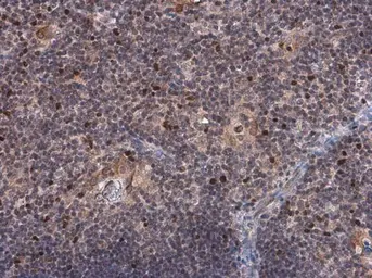 Anti-TBR2 / Eomes antibody used in IHC (Paraffin sections) (IHC-P). GTX134088