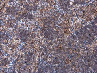 Anti-TBR2 / Eomes antibody used in IHC (Paraffin sections) (IHC-P). GTX134088