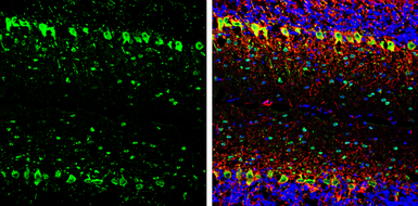 Anti-Parvalbumin antibody used in IHC (Frozen sections) (IHC-Fr). GTX134110