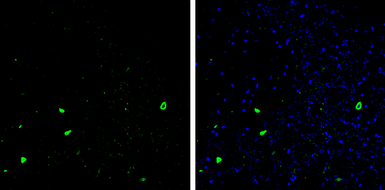 Anti-Parvalbumin antibody used in IHC (Frozen sections) (IHC-Fr). GTX134110