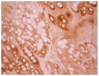 Anti-Osteocalcin antibody [OC4-30] used in IHC (Paraffin sections) (IHC-P). GTX13418