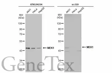 Anti-MEK1 antibody used in Western Blot (WB). GTX134234