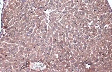 Anti-Caspase 6 antibody used in IHC (Paraffin sections) (IHC-P). GTX134362