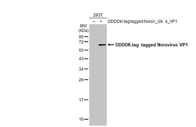 Anti-Norovirus VP1 antibody used in Western Blot (WB). GTX134381