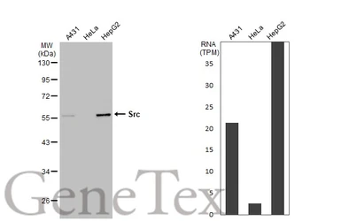 Anti-Src antibody used in Western Blot (WB). GTX134412