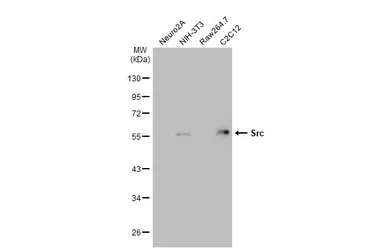 Anti-Src antibody used in Western Blot (WB). GTX134412