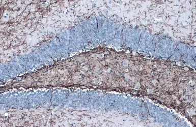 Anti-Myelin PLP antibody used in IHC (Paraffin sections) (IHC-P). GTX134433