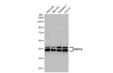 Anti-ERK1/2 antibody used in Western Blot (WB). GTX134462