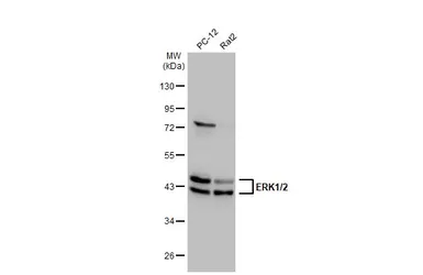 Anti-ERK1/2 antibody used in Western Blot (WB). GTX134462