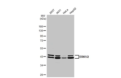 Anti-ERK1/2 antibody used in Western Blot (WB). GTX134462