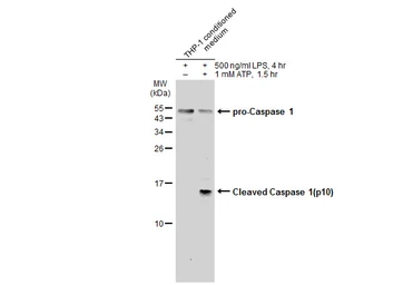 Anti-Caspase 1 p10 subunit antibody used in Western Blot (WB). GTX134551