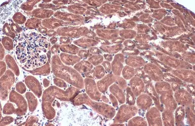 Anti-Caspase 1 p10 subunit antibody used in IHC (Paraffin sections) (IHC-P). GTX134551