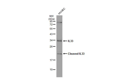 Anti-IL33 antibody used in Western Blot (WB). GTX134566