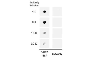 Anti-5-Hydroxytryptophan antibody used in Dot blot (Dot). GTX134711