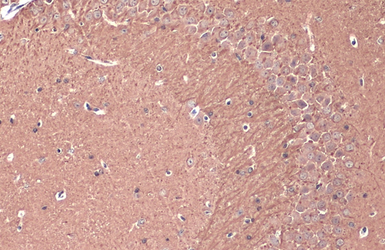 Anti-Teneurin 1 antibody used in IHC (Paraffin sections) (IHC-P). GTX134739