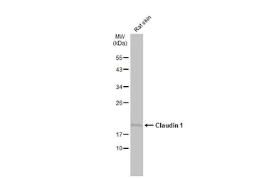 Anti-Claudin 1 antibody used in Western Blot (WB). GTX134842