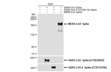 Anti-MERS-CoV Spike (S1) antibody used in Western Blot (WB). GTX134875