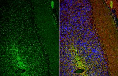 Anti-CaMKII antibody used in IHC (Frozen sections) (IHC-Fr). GTX135117