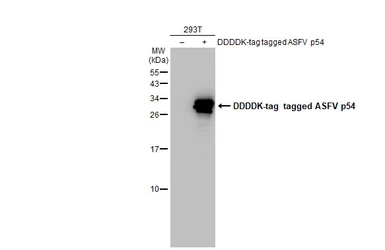 Anti-ASFV p54 antibody used in Western Blot (WB). GTX135175