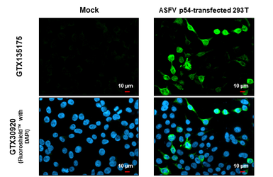 Anti-ASFV p54 antibody used in Immunocytochemistry/ Immunofluorescence (ICC/IF). GTX135175