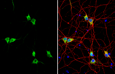 Anti-Synapsin II antibody used in Immunocytochemistry/ Immunofluorescence (ICC/IF). GTX135273