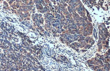 Anti-ALIX antibody used in IHC (Paraffin sections) (IHC-P). GTX135282