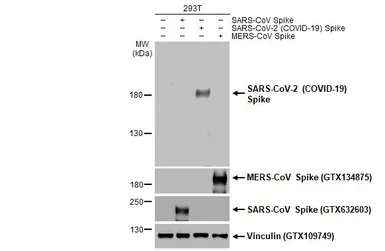 Anti-SARS-CoV-2 (COVID-19) Spike S1 antibody used in Western Blot (WB). GTX135384