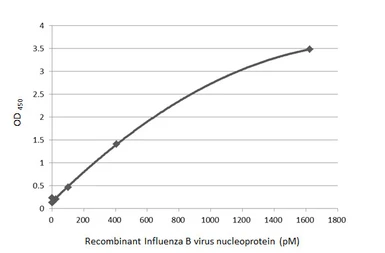 Influenza B virus Nucleoprotein (B/Sydney/3/2004), DDDDK Tag. GTX135867-pro