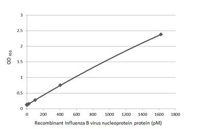 Influenza B virus Nucleoprotein (B/Sydney/3/2004), DDDDK Tag. GTX135867-pro
