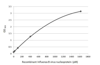 Influenza B virus Nucleoprotein (B/Sydney/3/2004), DDDDK Tag. GTX135867-pro