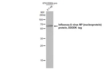 Influenza A virus Nucleoprotein (A/California/2009 (H1N1)), DDDDK Tag. GTX135904-pro