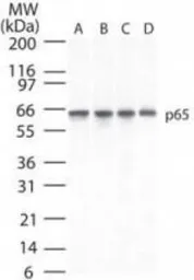 Anti-NFkB p65 antibody [112A1021] used in Western Blot (WB). GTX13594