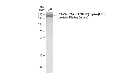 SARS-CoV-2 (COVID-19) Spike (ECD) protein, His tag (active). GTX135972-pro