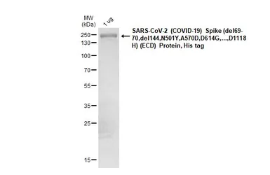 SARS-CoV-2 (COVID-19) Spike (ECD) Protein, B.1.1.7 / Alpha variant, His tag (active). GTX136059-pro