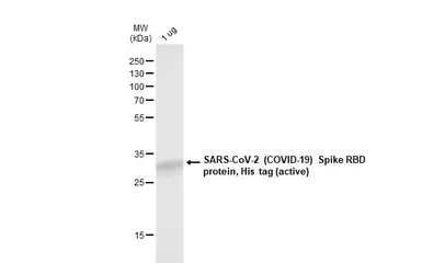 SARS-CoV-2 (COVID-19) Spike RBD protein, His tag (active). GTX136090-pro