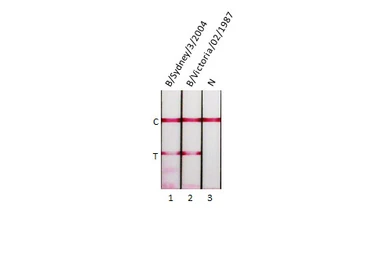 Influenza B virus Nucleoprotein (B/Victoria/02/1987), DDDDK Tag. GTX136277-pro